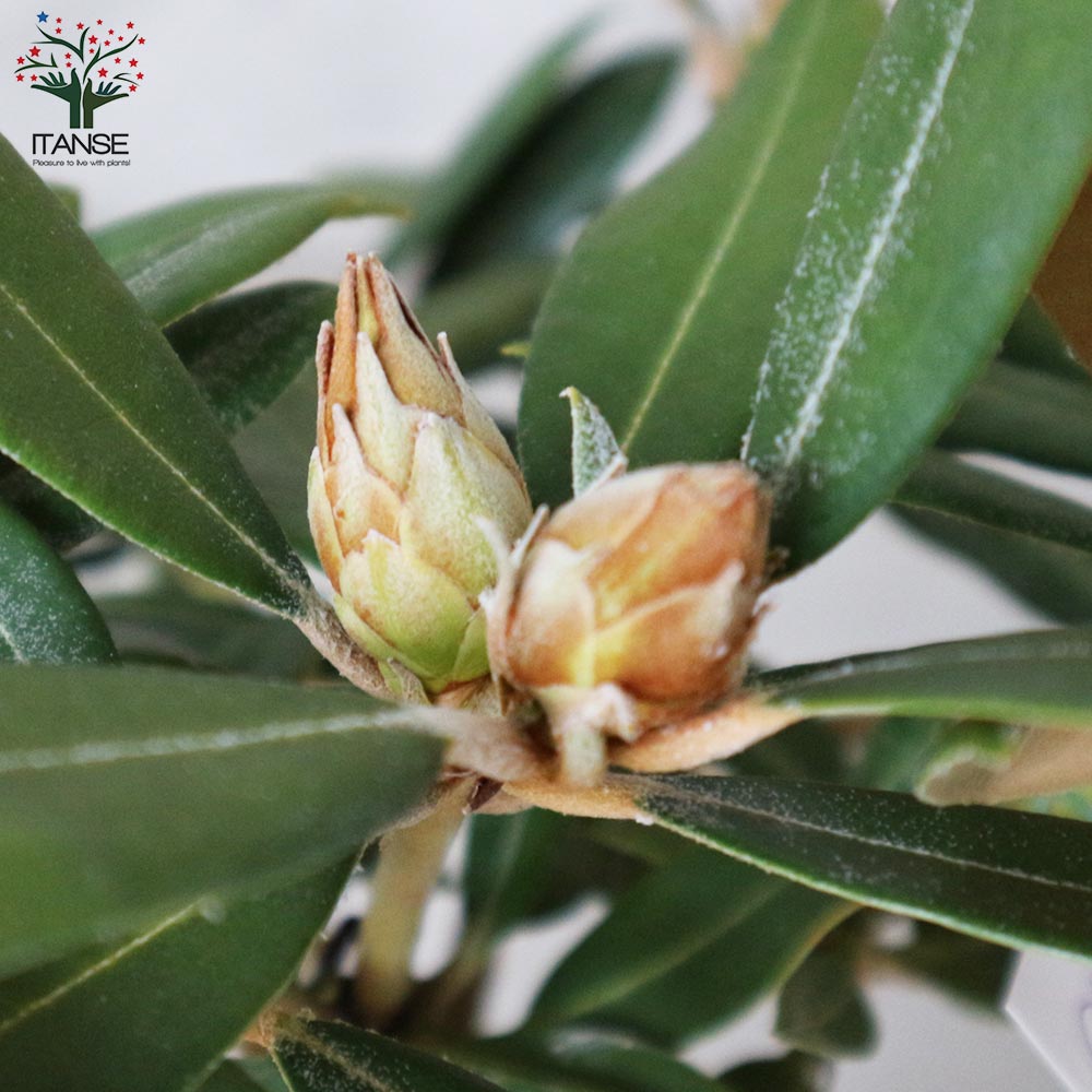 西洋シャクナゲ(石楠花) 品種：ミセスジョイナー【庭木 6号鉢／1個売り