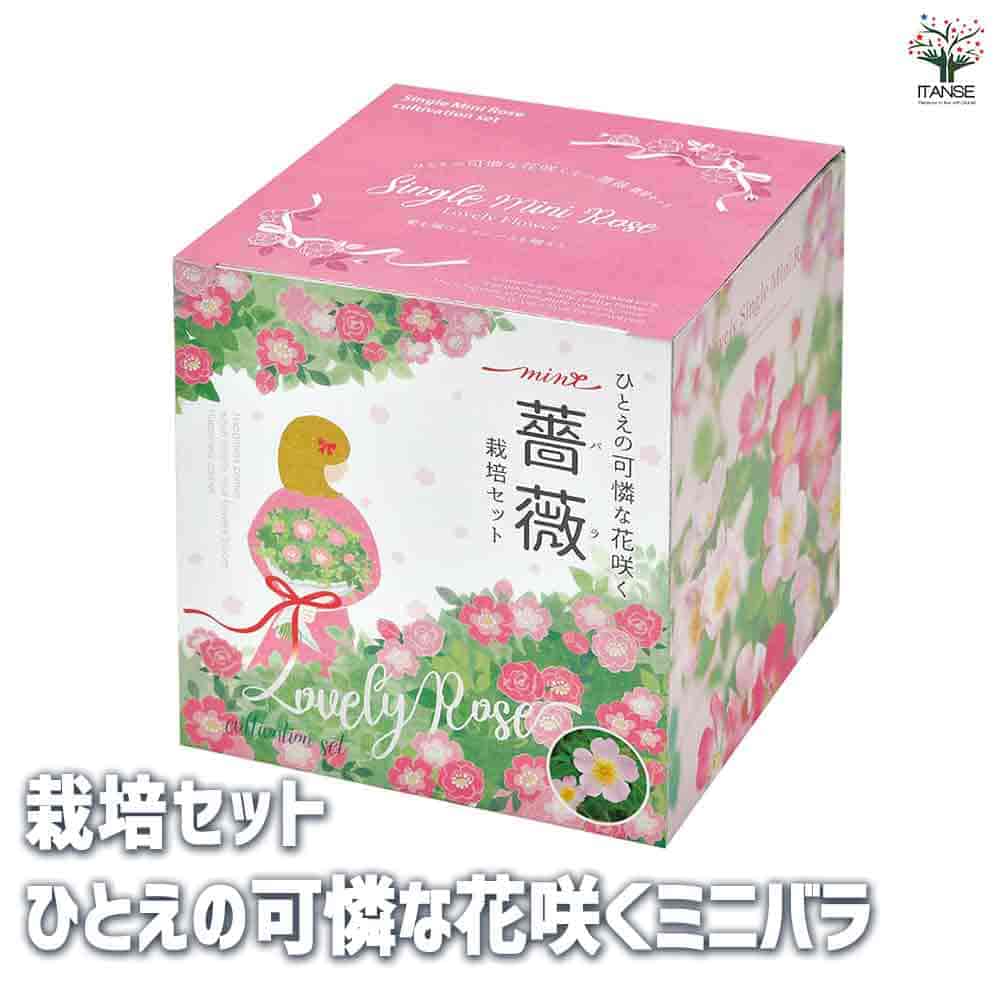 栽培セット ひとえの可憐な花咲くミニバラ 【1個売り】｜ 【植物の