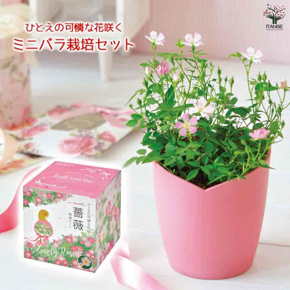 栽培セット ひとえの可憐な花咲くミニバラ 【1個売り】｜ 【植物の