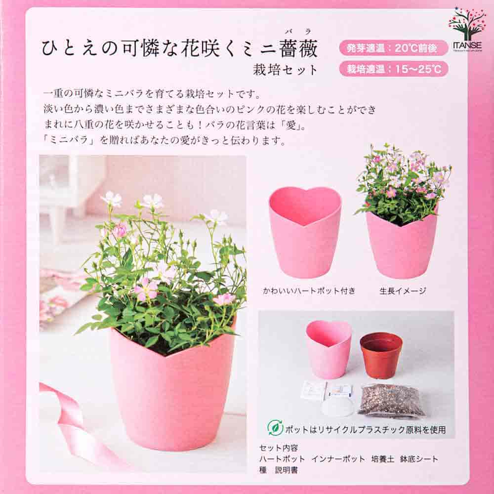 栽培セット ひとえの可憐な花咲くミニバラ 【1個売り】｜ 【植物の