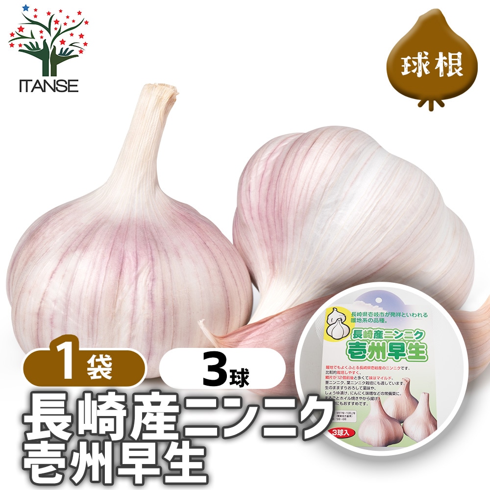 壱州早生(イシュウワセ)にんにく 【野菜球根 3球/1個売り】