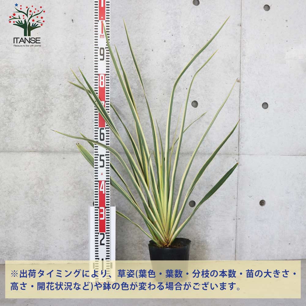 ニューサイラン(入才蘭) バリエガータの大苗【観葉植物 6号ポット／1個売り】