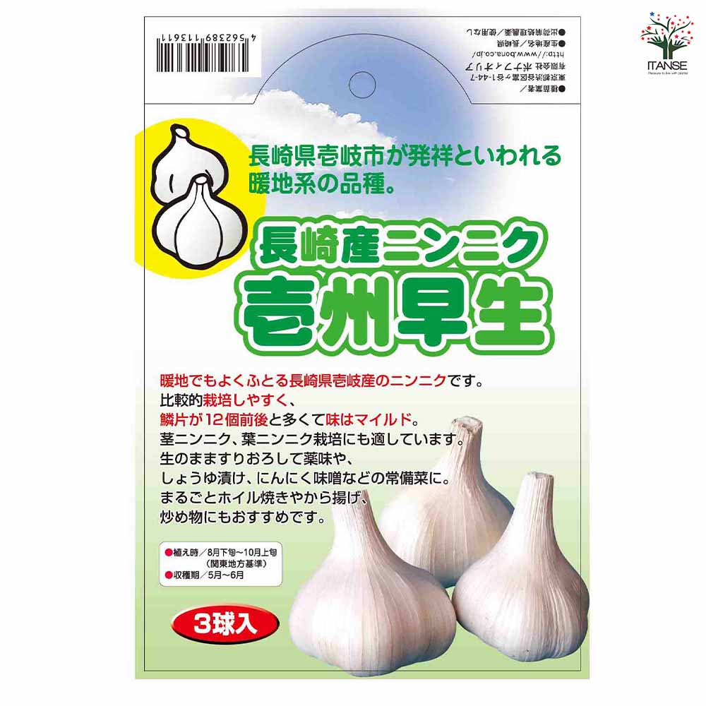 壱州早生(イシュウワセ)にんにく 【野菜球根 3球/1個売り】