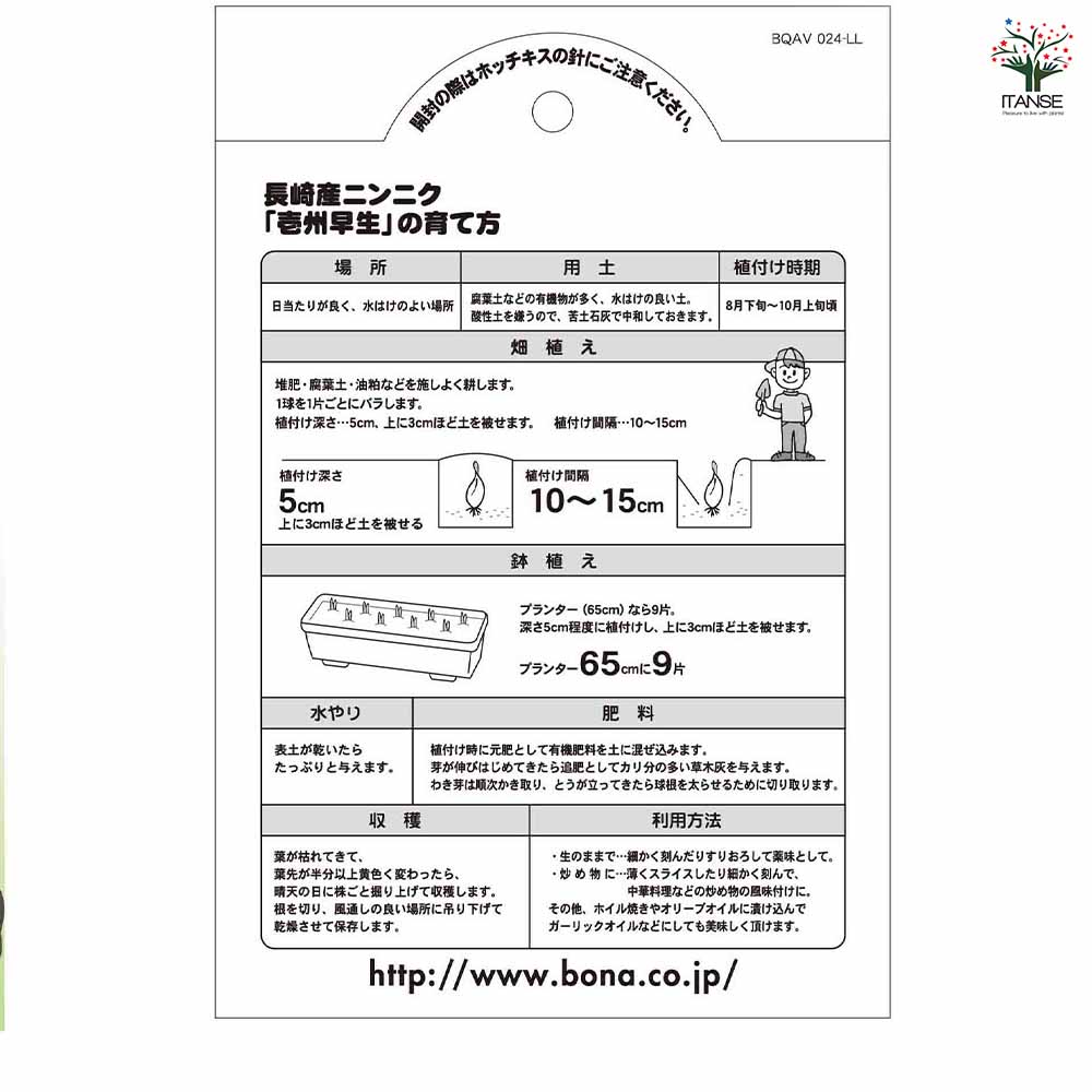 壱州早生(イシュウワセ)にんにく 【野菜球根 3球/1個売り】
