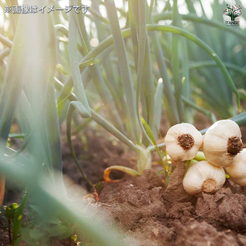 壱州早生(イシュウワセ)にんにく 【野菜球根 3球/1個売り】