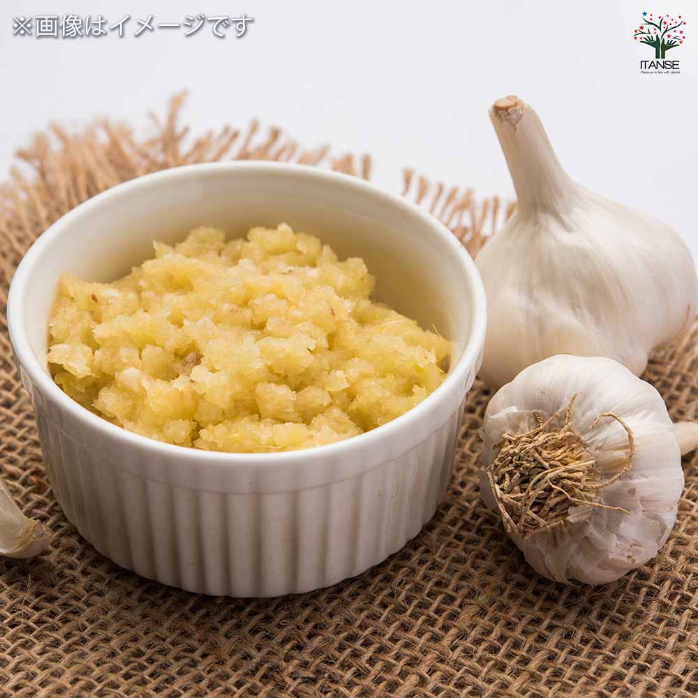 壱州早生(イシュウワセ)にんにく 【野菜球根 3球/1個売り】