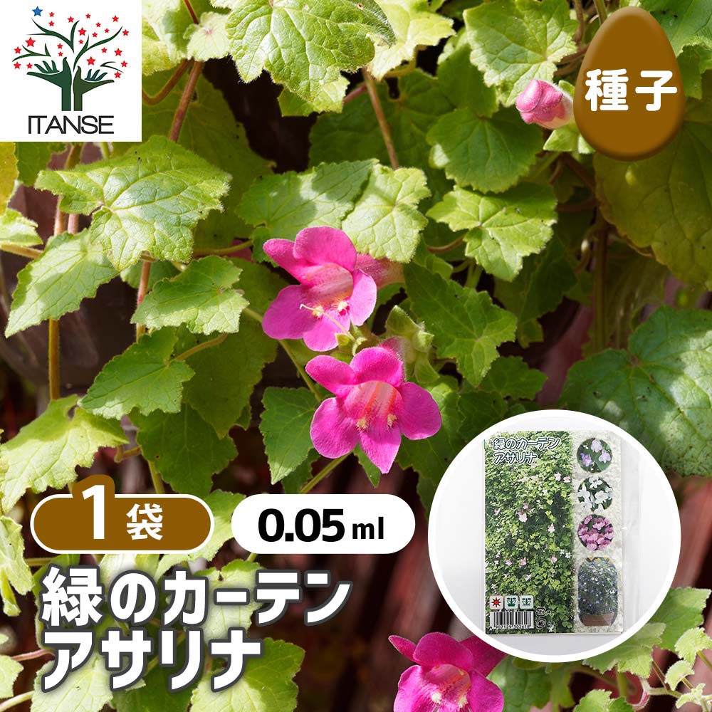 種子 緑のカーテン アサリナ  【 約0.05ml／1袋売り】