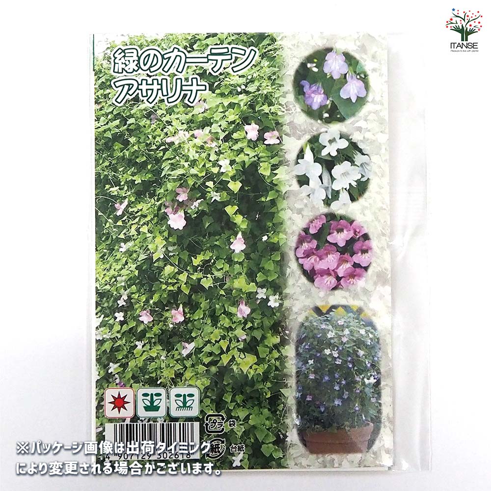 種子 緑のカーテン アサリナ  【 約0.05ml／1袋売り】
