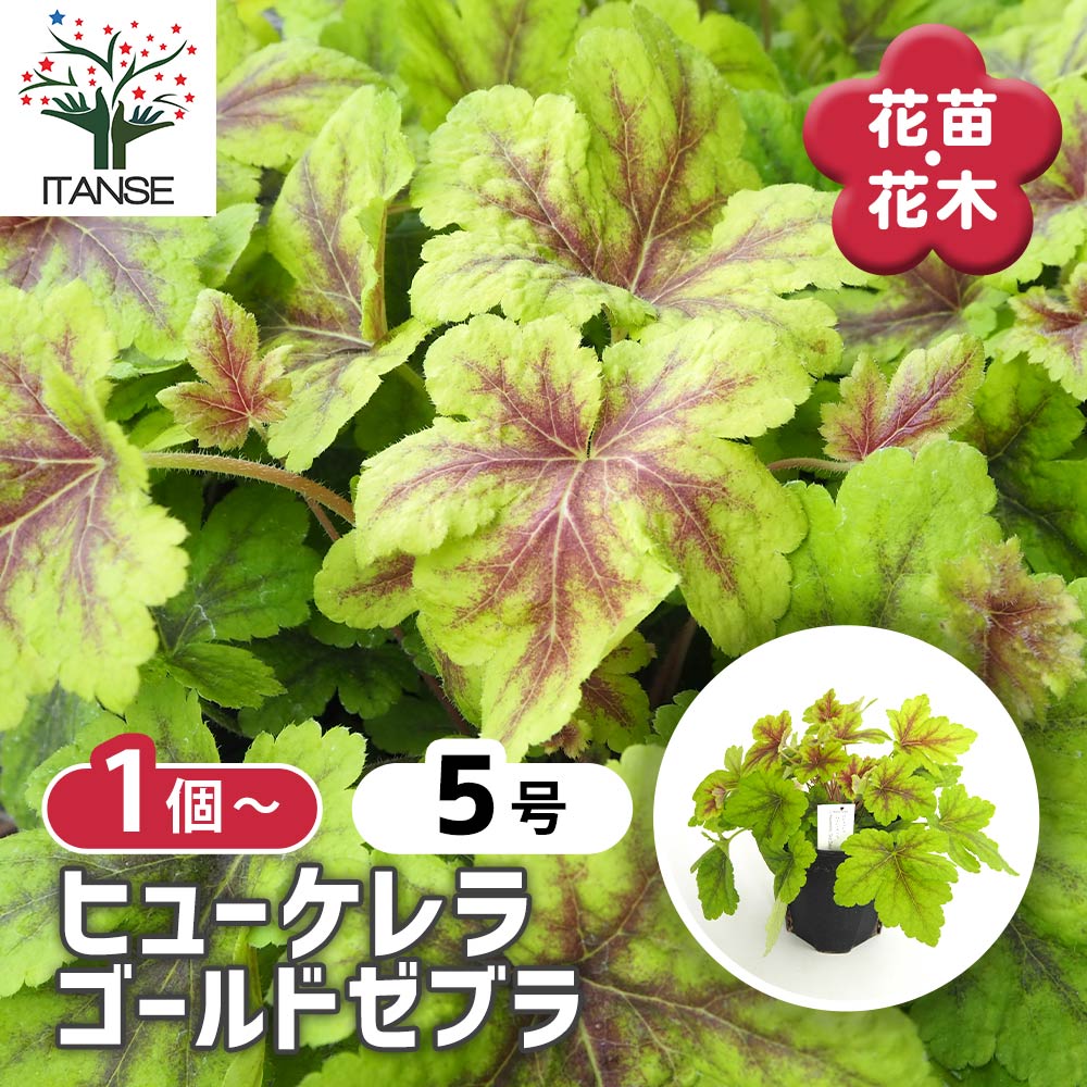 ヒューケラ ヒューケレラ ゴールドゼブラ 【花苗 5号】｜ 【植物の
