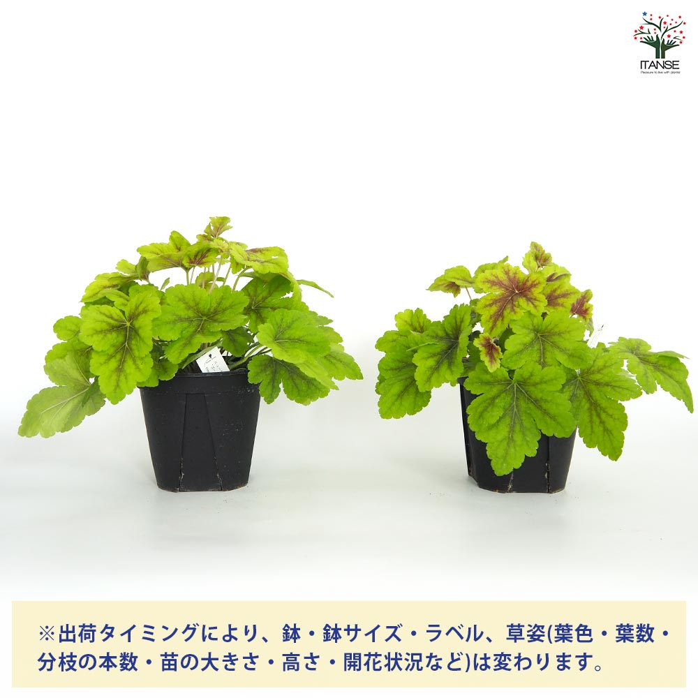 ヒューケラ ヒューケレラ ゴールドゼブラ 【花苗 5号】｜ 【植物の