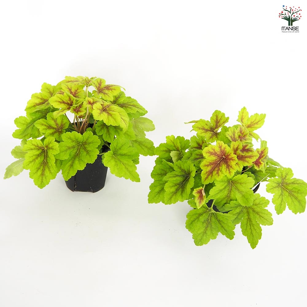 ヒューケラ ヒューケレラ ゴールドゼブラ 【花苗 5号】｜ 【植物の