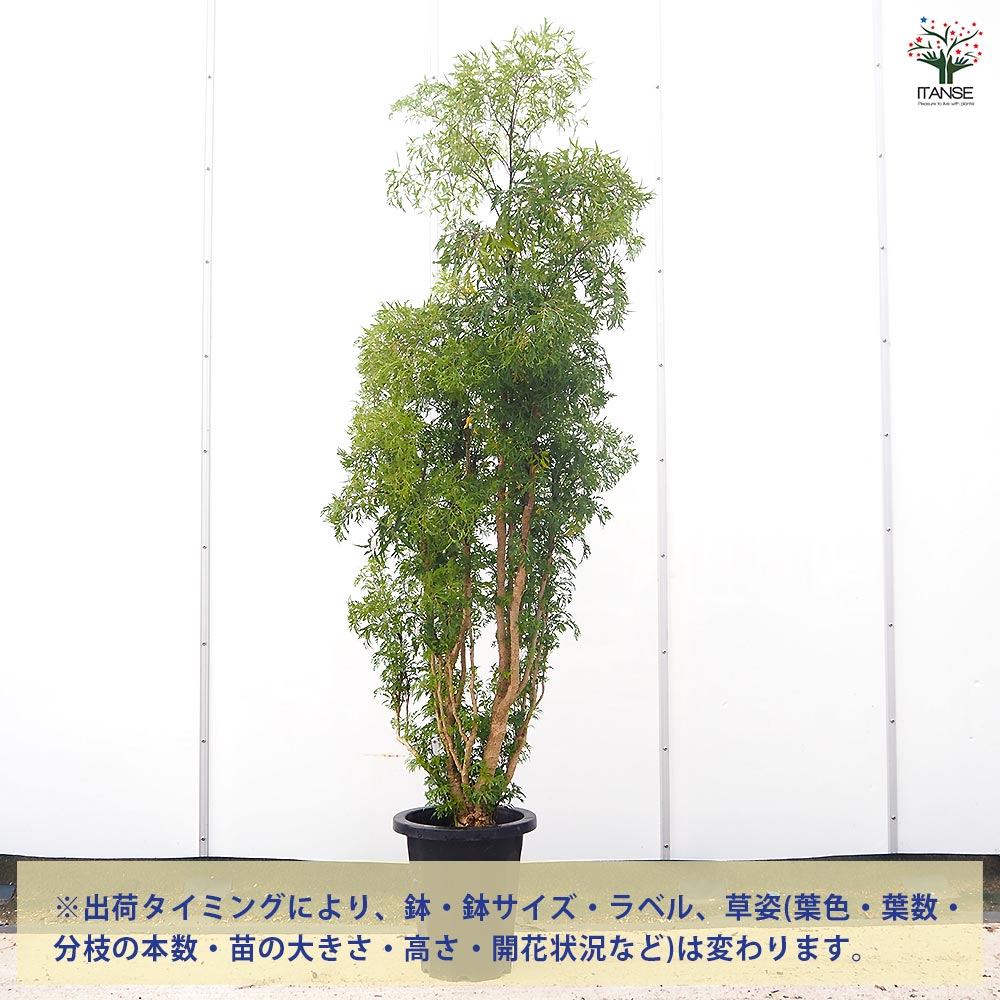 ポリシャス スターシャ 【観葉植物 8号／1個売り】｜ 【植物の