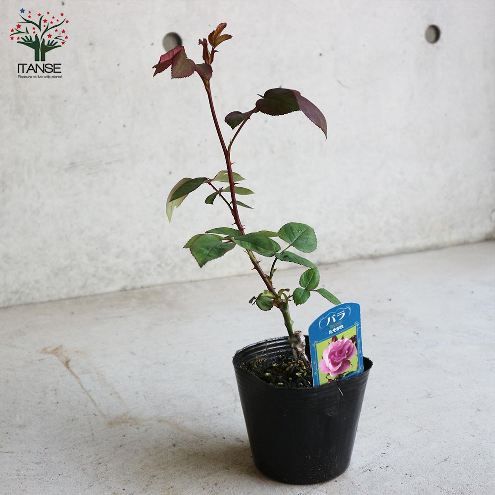 薔薇の苗 たそがれ (四季咲きフロリバンダローズ)【花苗新苗4号ポット