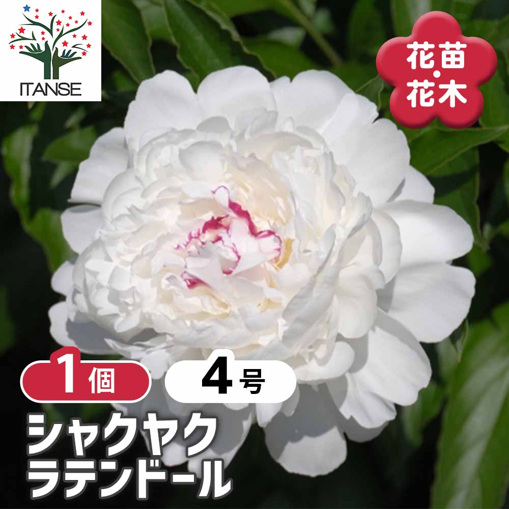 シャクヤク ラテンドール 【花木苗 4号／1個売り】｜ 【植物の