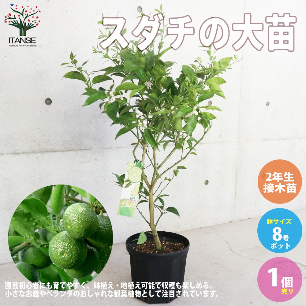 スダチの大苗 【果樹の苗木 8号スリット鉢 2年生 接木苗／1個売り