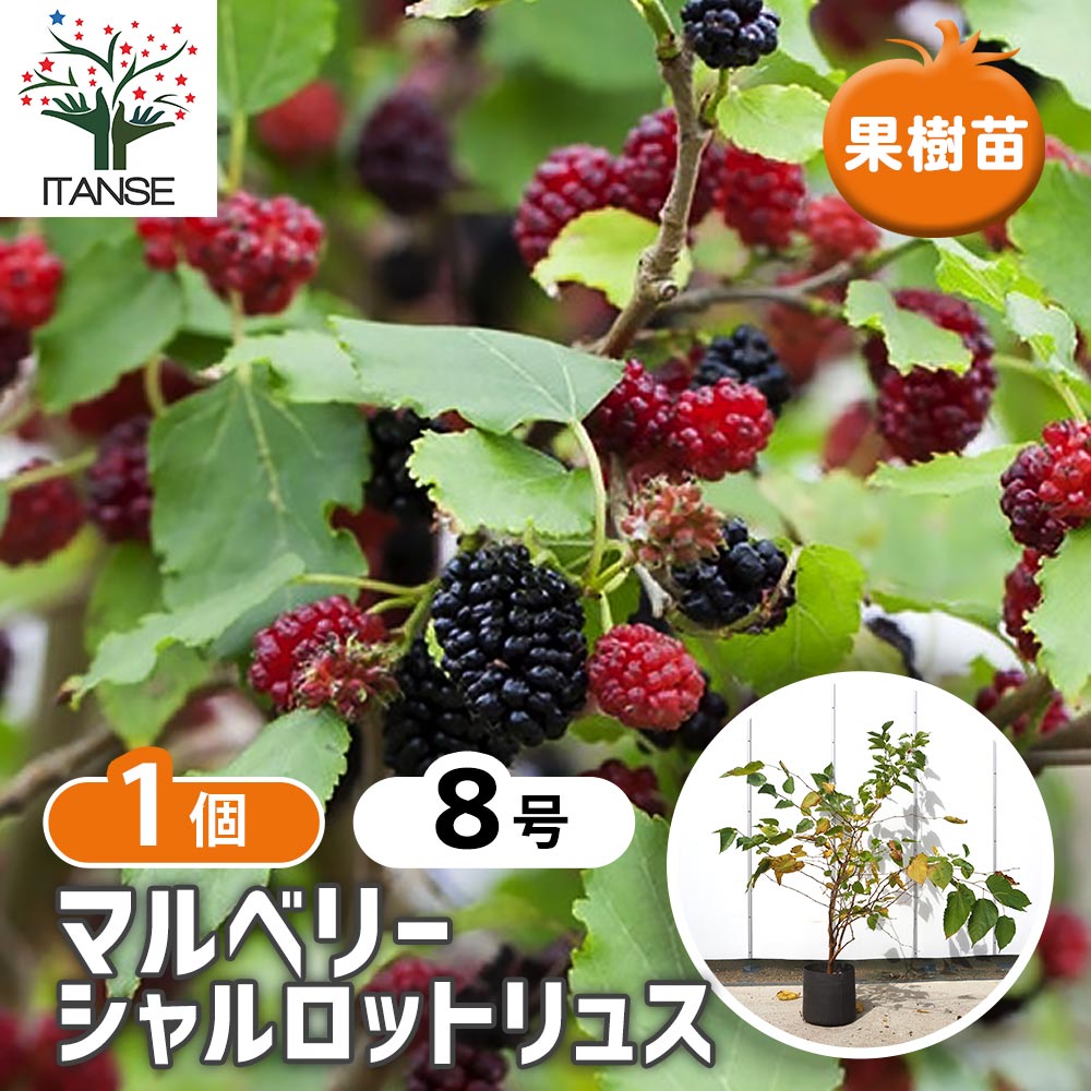 マルベリー(桑の木) シャルロットリュス 【果樹の苗木 8号／1個売り