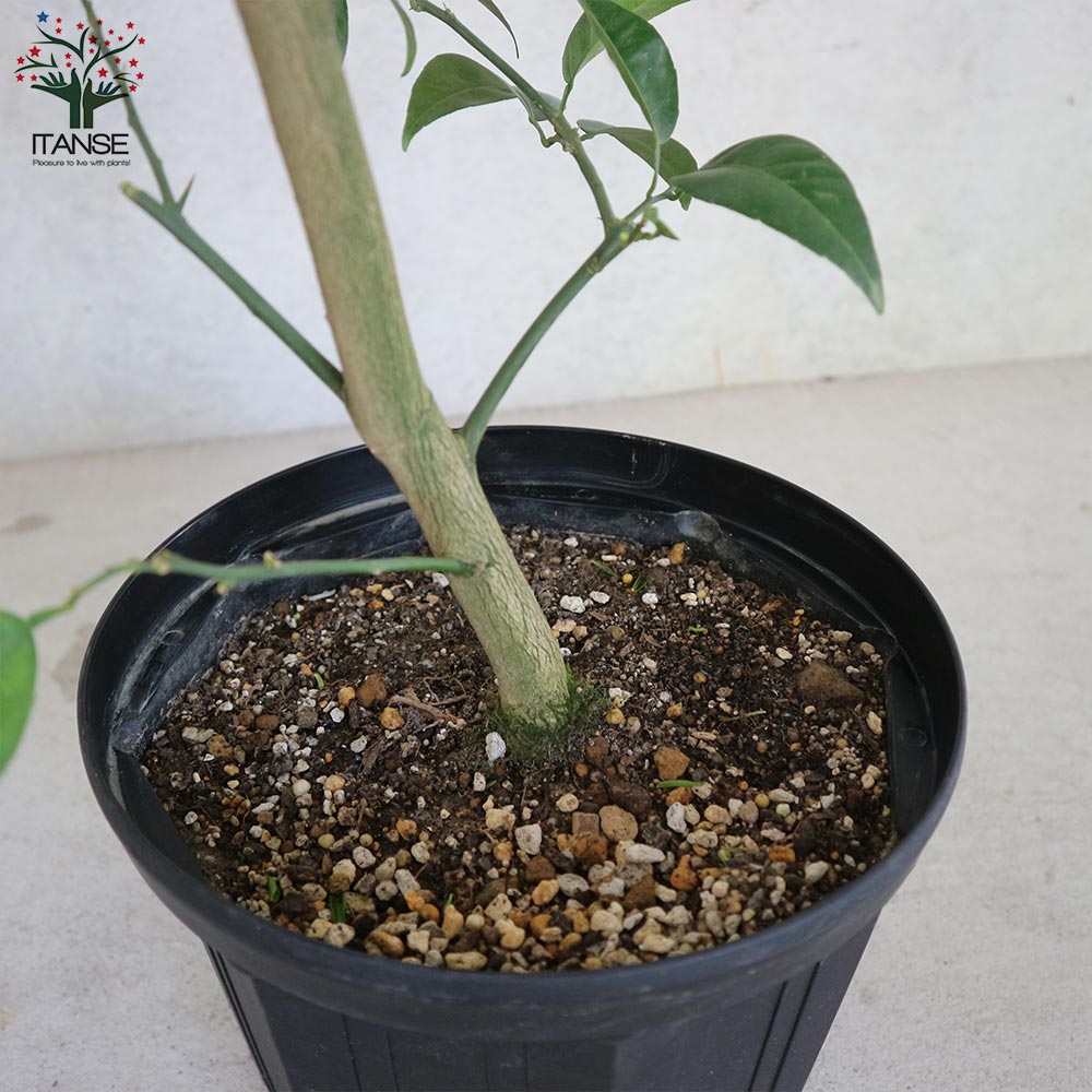 スダチの大苗 【果樹の苗木 8号スリット鉢 2年生 接木苗／1個売り