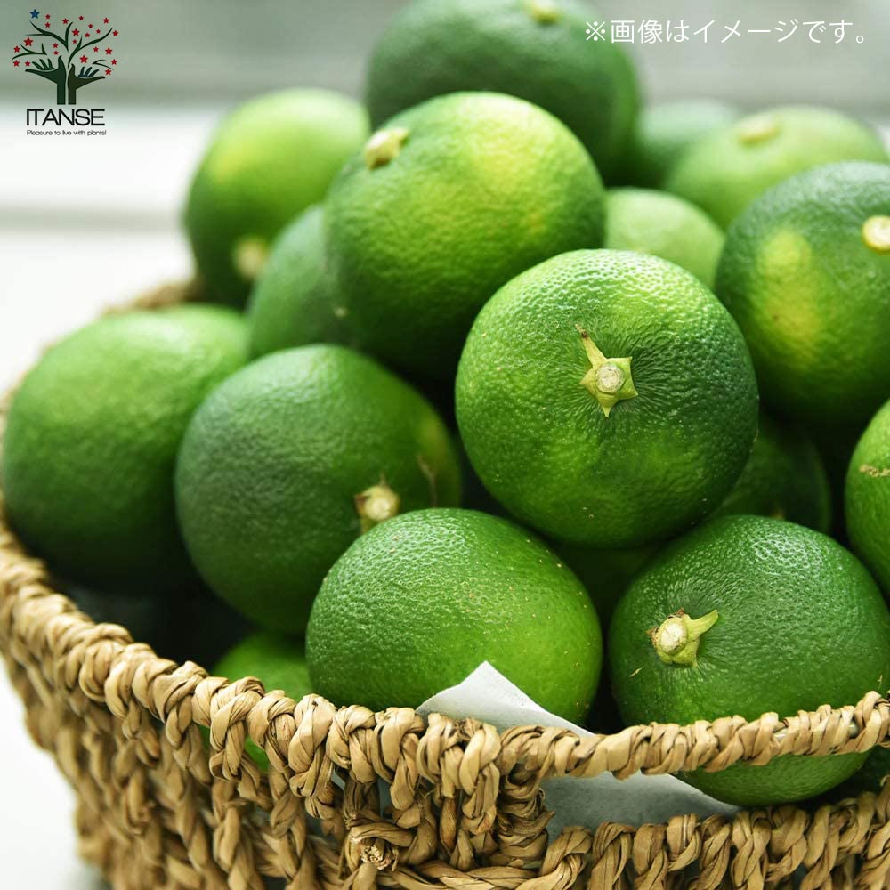 スダチの大苗 【果樹の苗木 8号スリット鉢 2年生 接木苗／1個売り