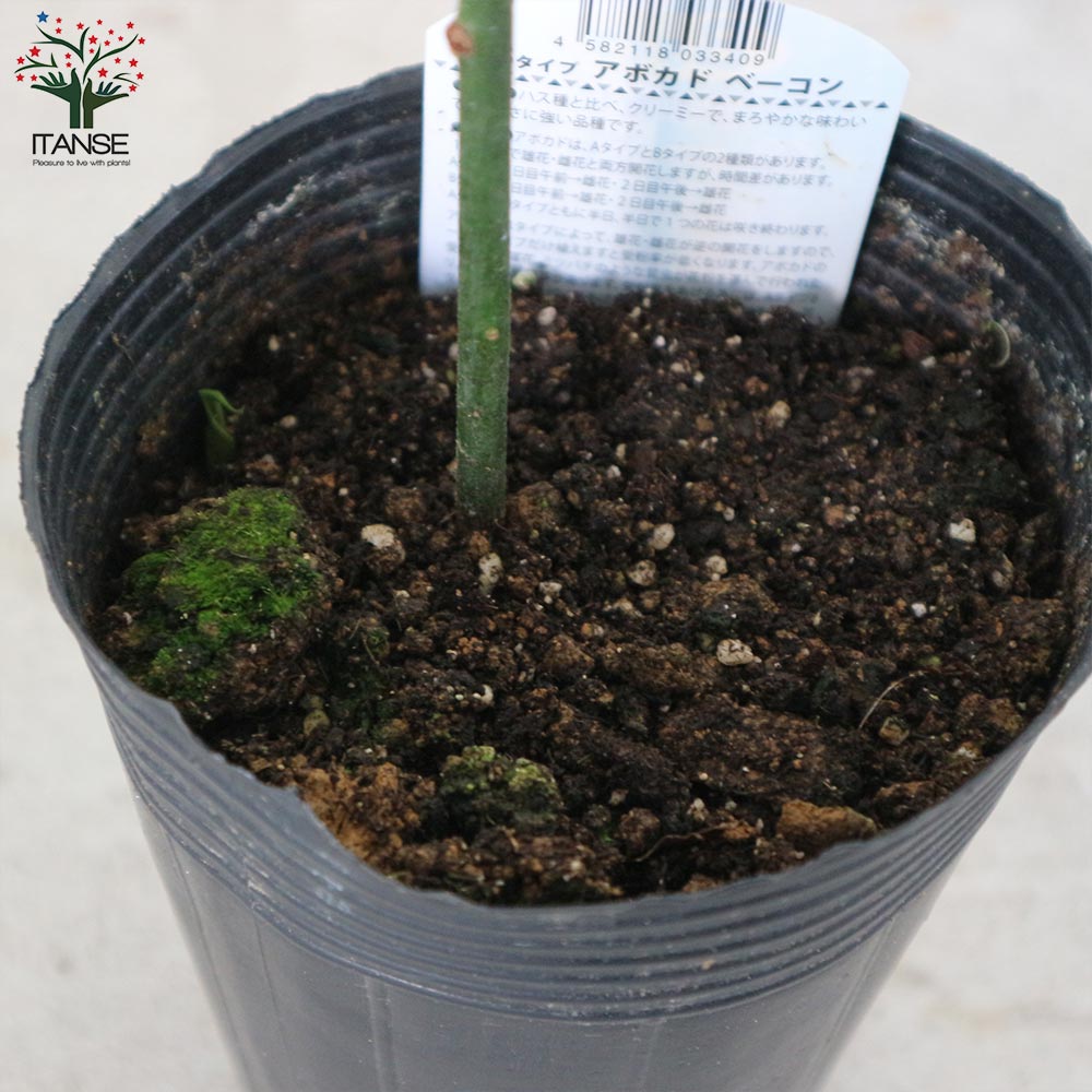 アボカド苗☆ベーコン種特大接木 アボカド ベーコン Bタイプの販売 苗木部 By 花ひろばオンライン