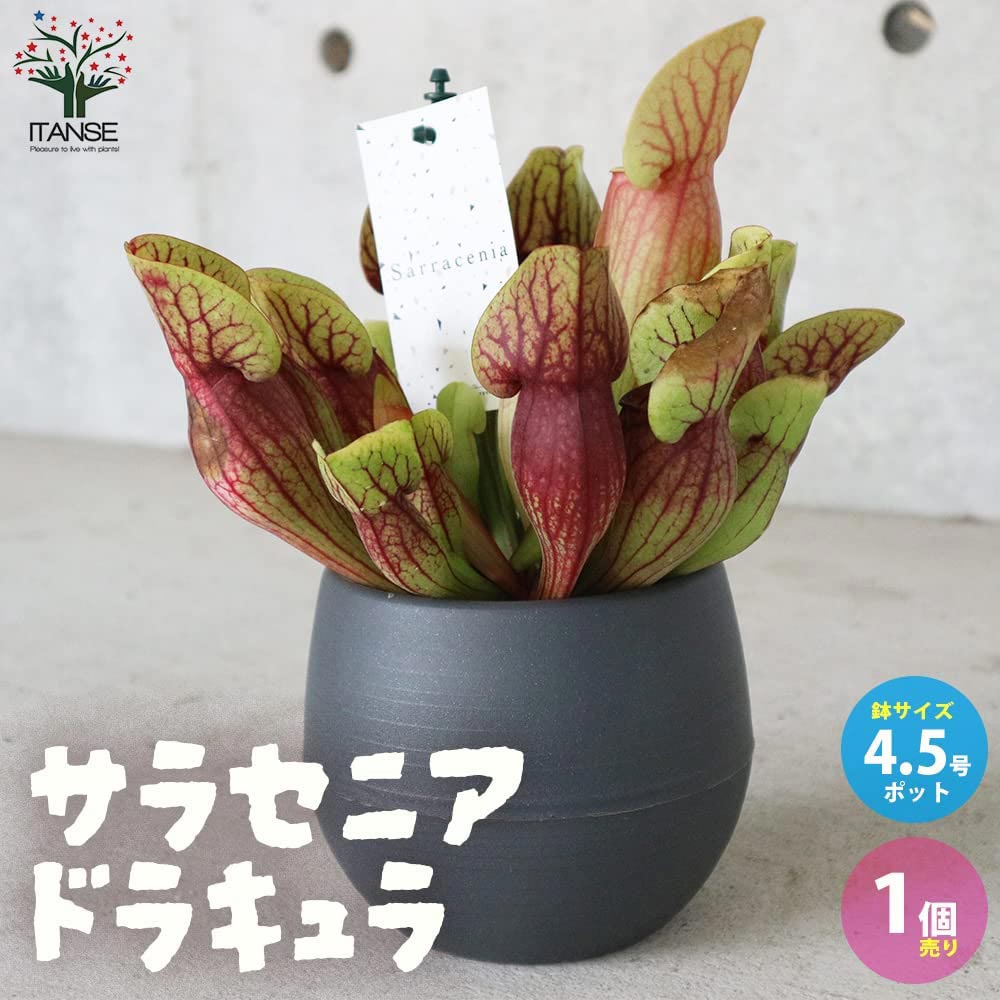 サラセニア・ドラキュラ【観葉植物 4.5号鉢 食虫植物／1個売り】