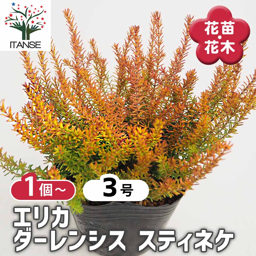 エリカ ダーレンシス スティネケ 【花木苗 3号】