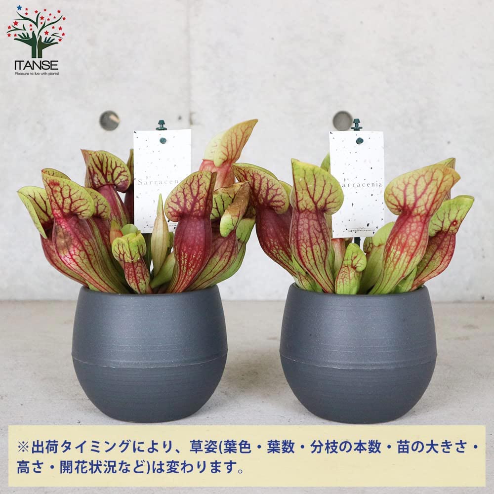 サラセニア・ドラキュラ【観葉植物 4.5号鉢 食虫植物／1個売り】