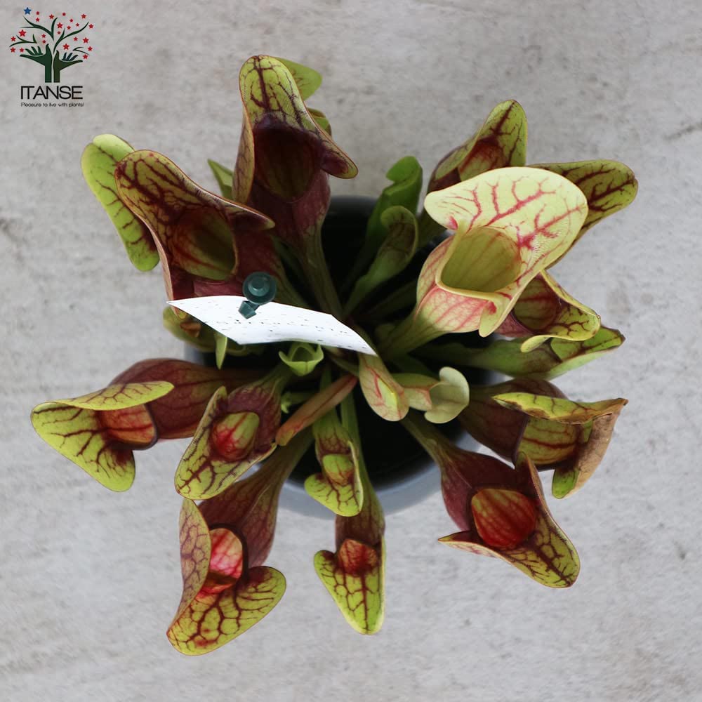 サラセニア・ドラキュラ【観葉植物 4.5号鉢 食虫植物／1個売り】