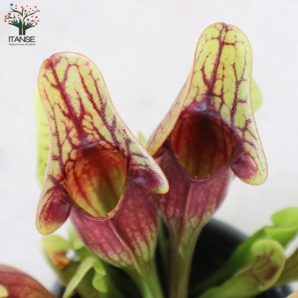 サラセニア・ドラキュラ【観葉植物 4.5号鉢 食虫植物／1個売り】