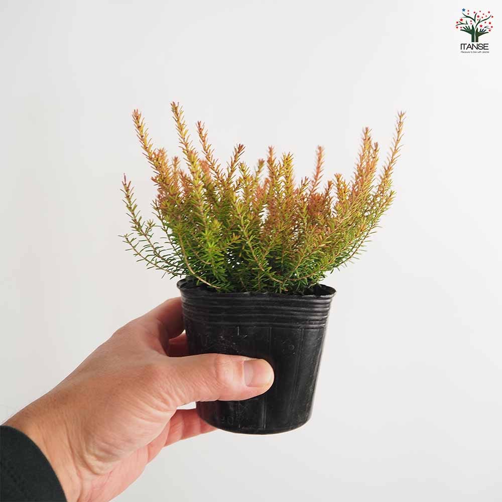 エリカ ダーレンシス スティネケ 【花木苗 3号】