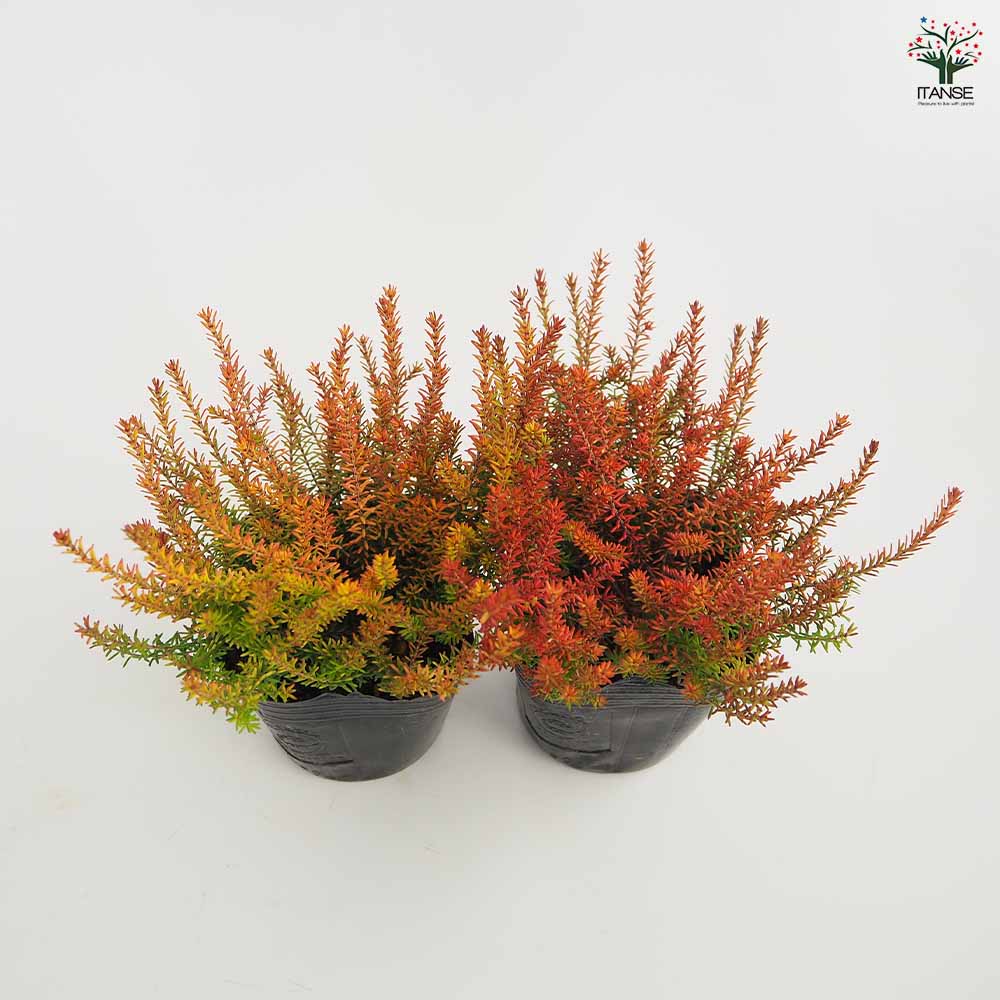 エリカ ダーレンシス スティネケ 【花木苗 3号】