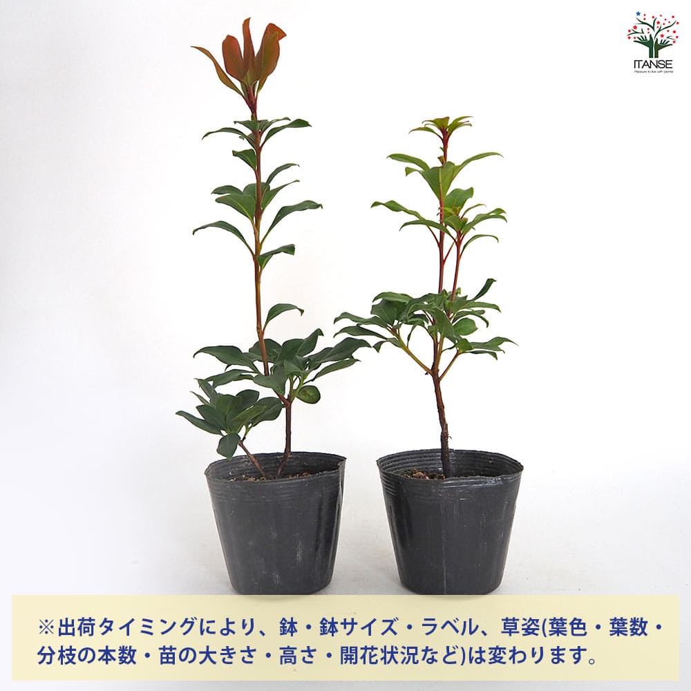 カルミア オスボレッド 【花木苗 3.5号】｜ 【植物のITANSE 