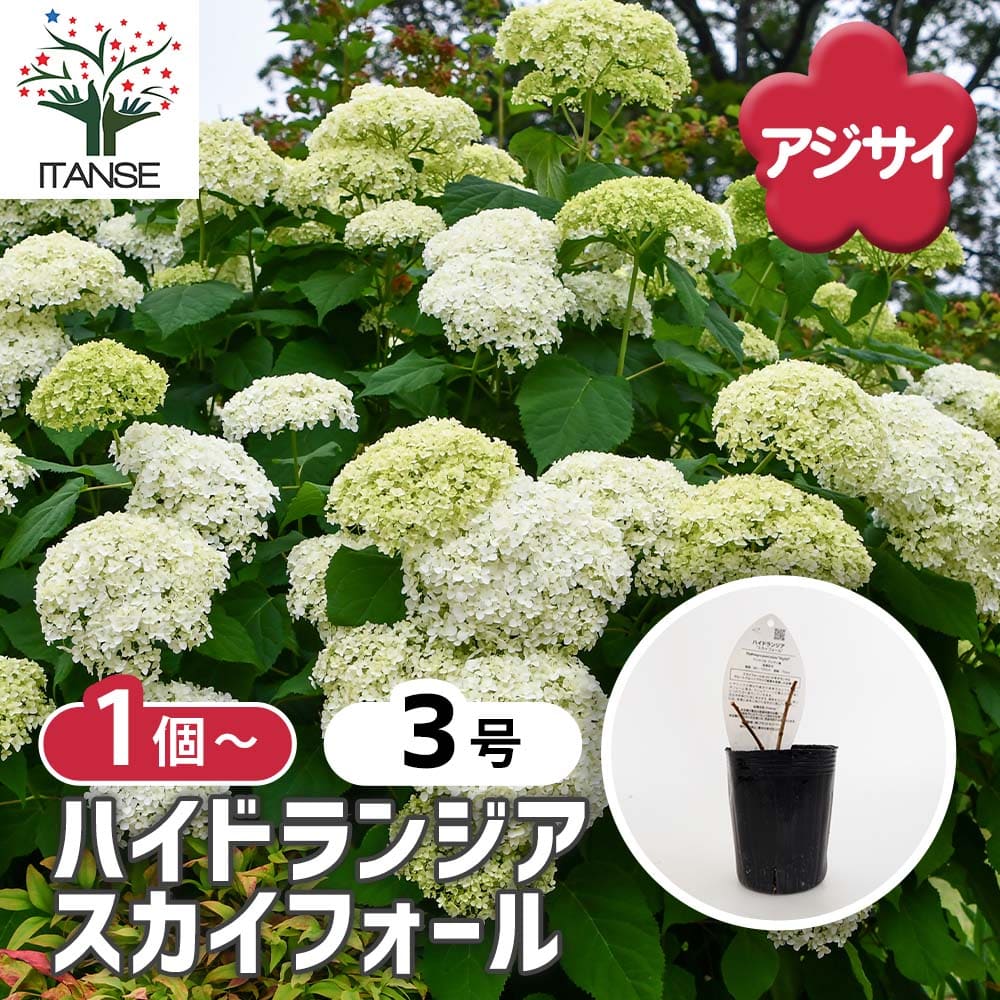 ハイドランジア スカイフォール 【花木苗 3号】｜ 【植物の