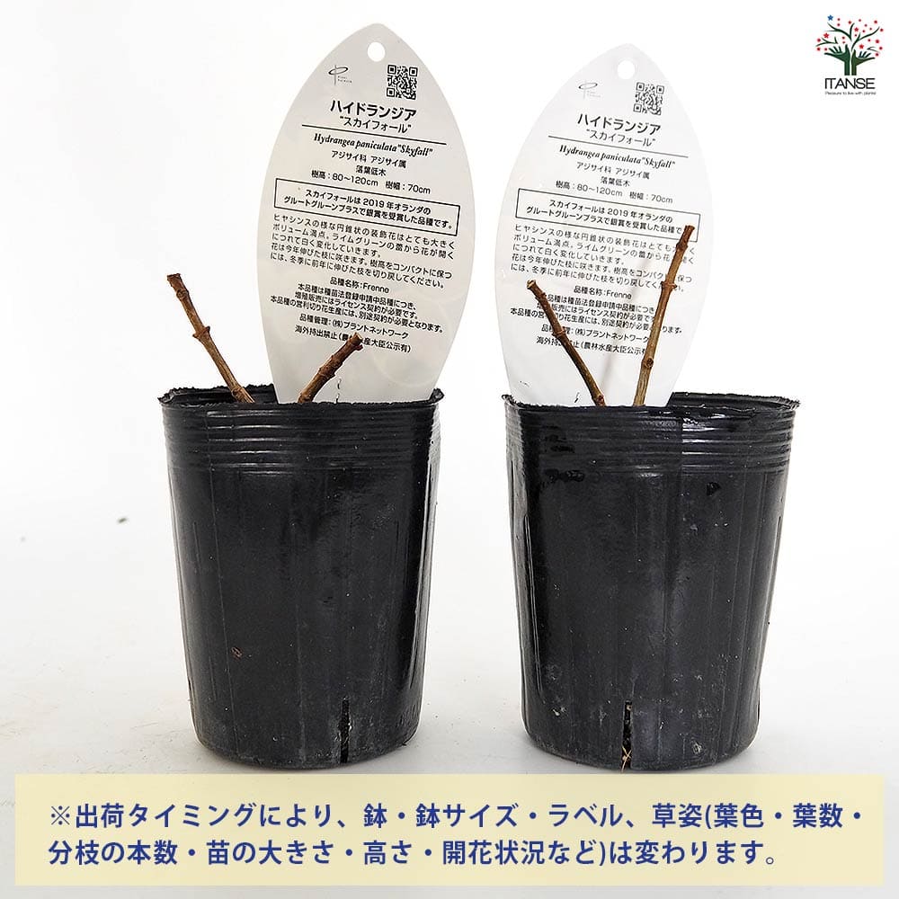 ハイドランジア スカイフォール 【花木苗 3号】｜ 【植物の