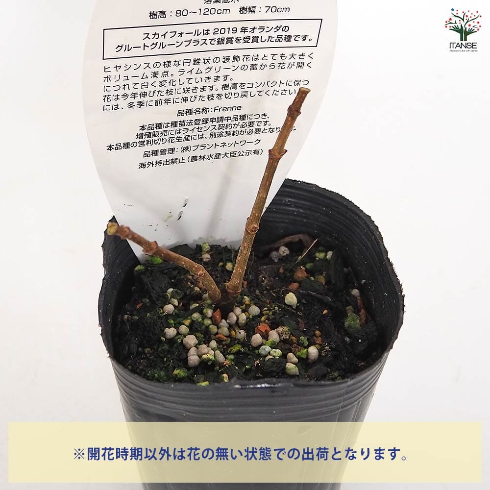 ハイドランジア スカイフォール 【花木苗 3号】｜ 【植物の