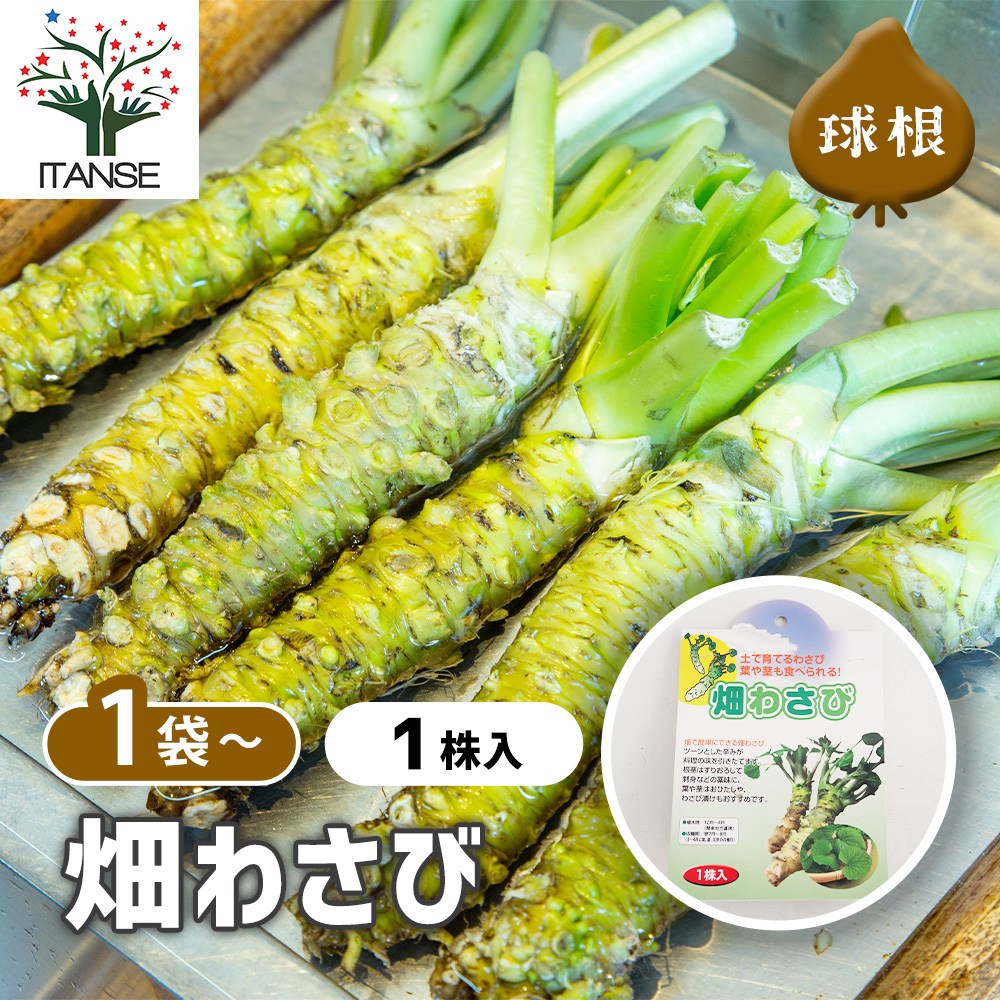 野菜球根 畑わさび 【野菜の苗 1株】｜ 【植物のITANSE】全品