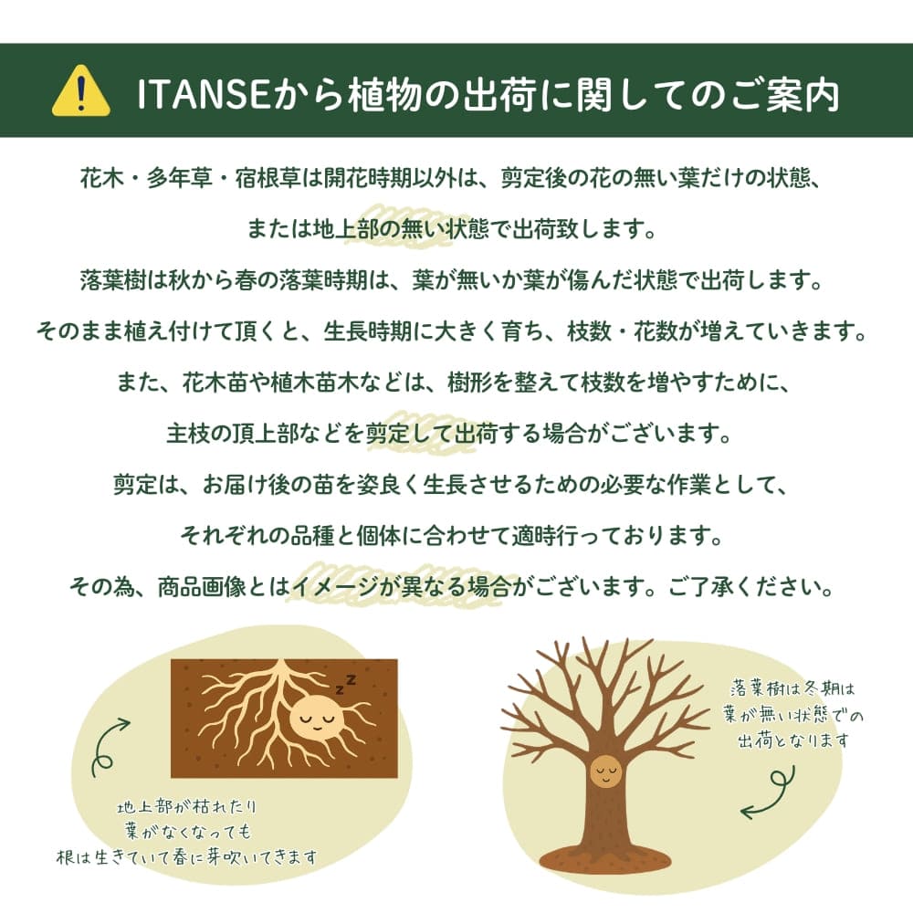 ドウダンツツジ 岩シダレ 【花木苗 3号】｜ 【植物のITANSE