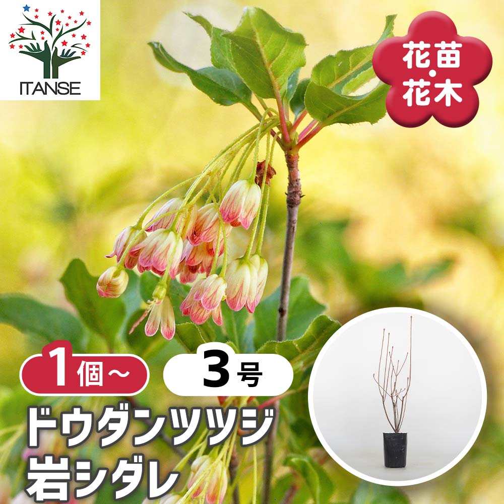 ドウダンツツジ 岩シダレ 【花木苗 3号】｜ 【植物のITANSE