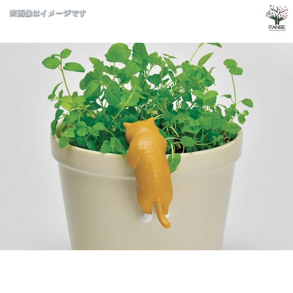 専用商品K-10338 じゃれ猫チャーム(藤の花) 栽培セット じゃれ猫水槽鉢 白 【栽培セット 】｜ 【植物の