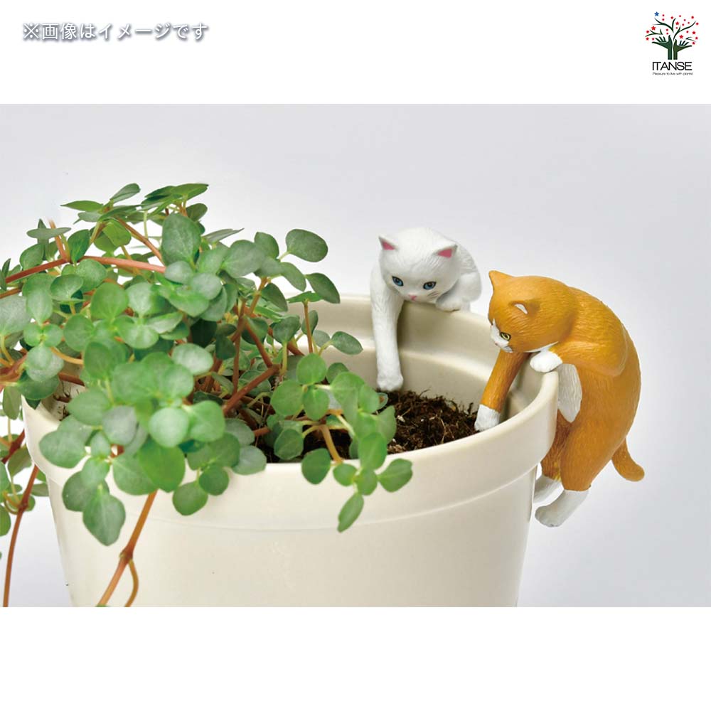栽培セット じゃれ猫水槽鉢 白 【栽培セット 】｜ 【植物の