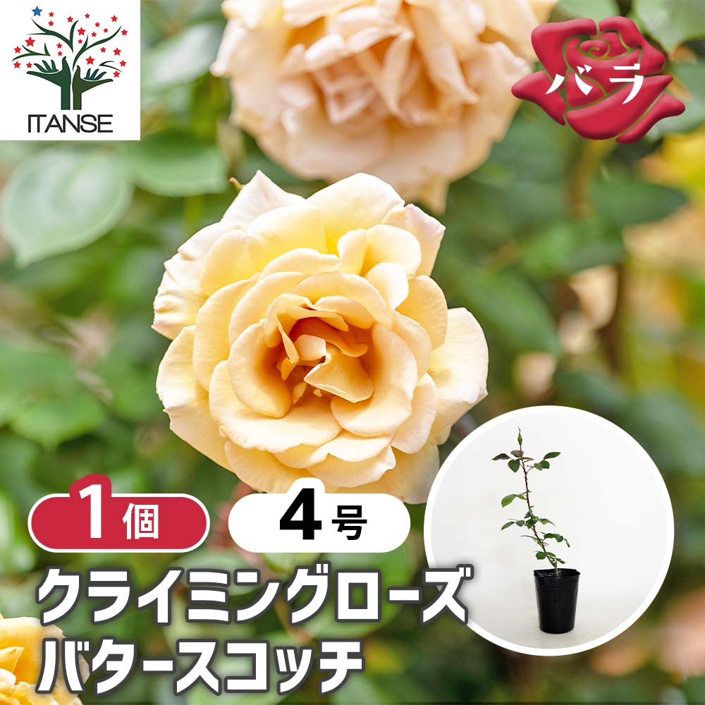 つる薔薇 バタースコッチ クライミングローズ 【花木苗 4号／1個売り