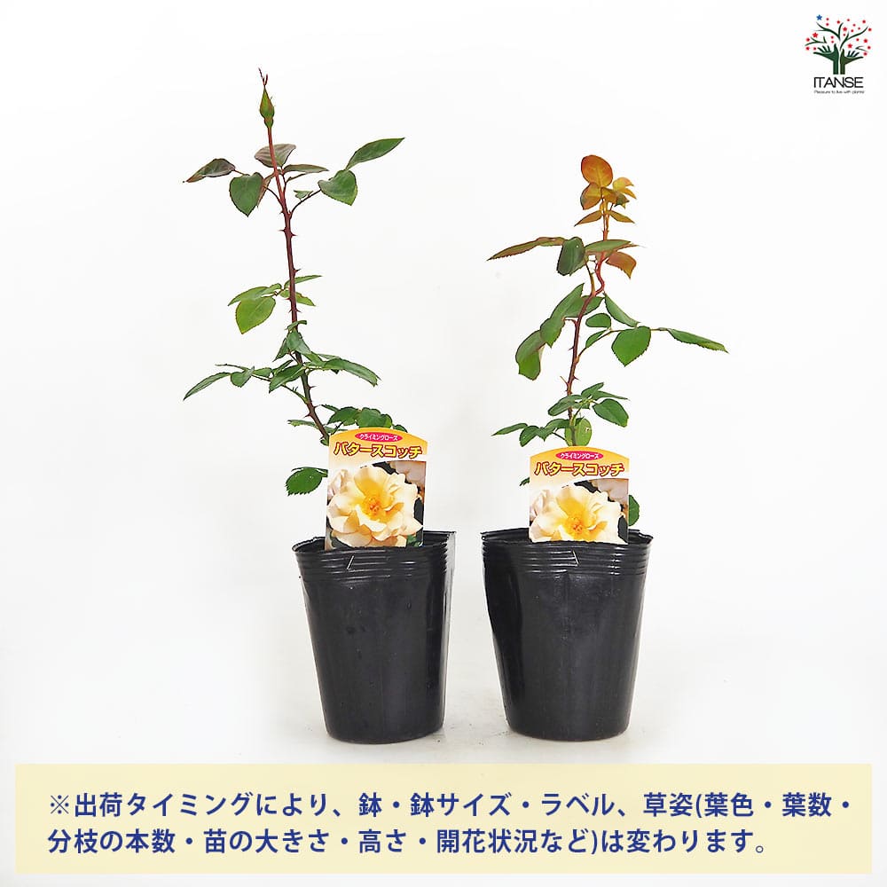 つる薔薇 バタースコッチ クライミングローズ 【花木苗 4号／1個売り