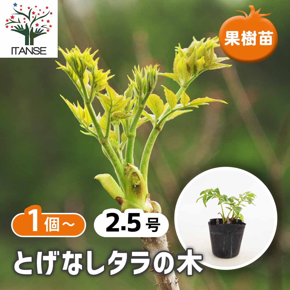 とげなしタラの木 【野菜の苗 2.5号】｜ 【植物のITANSE】全品