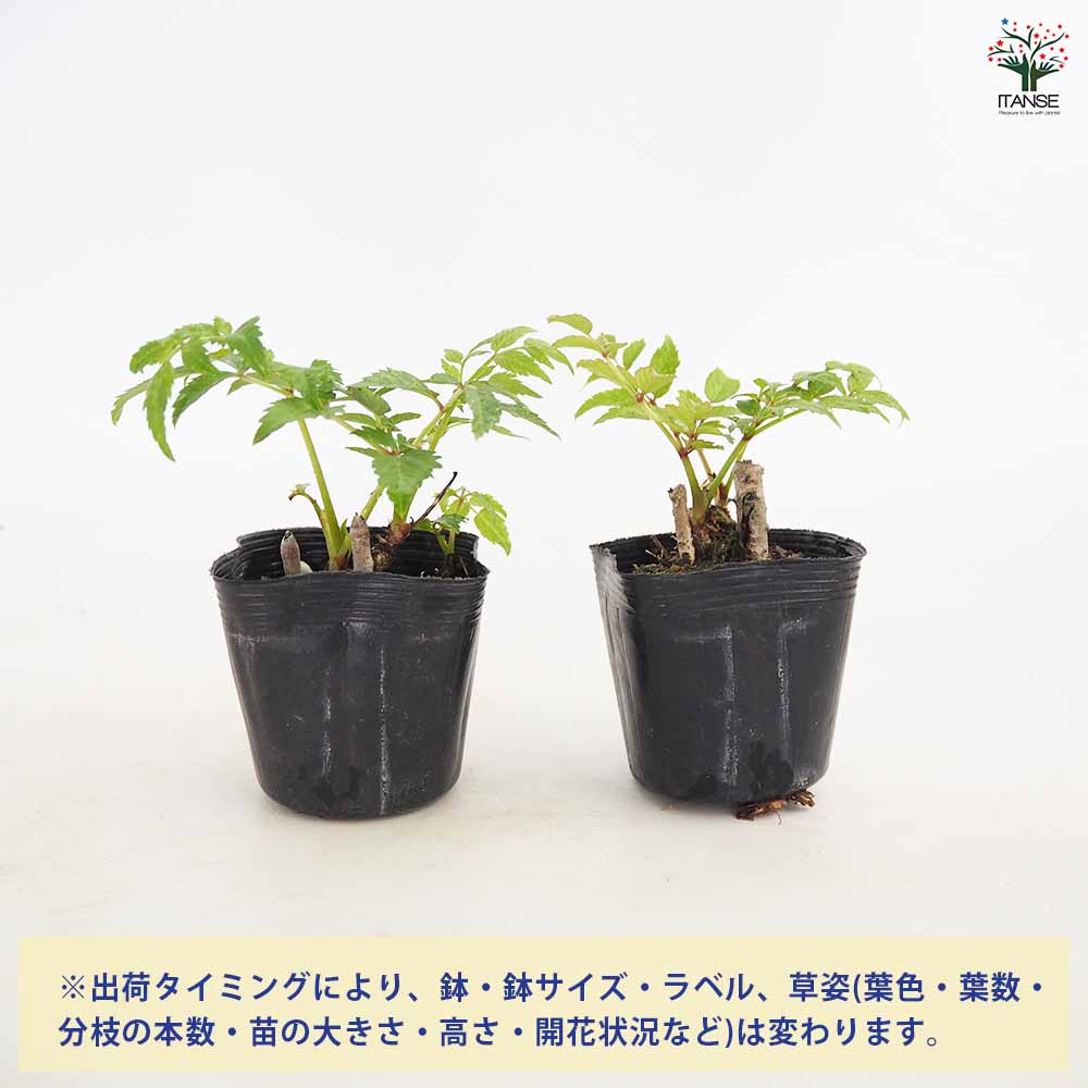 三宅島産天然タラの木 棘なし 5本 はかたマルシェ トゲあり タラノキ茶150g(雄ダラ使用-長崎県産) 長崎