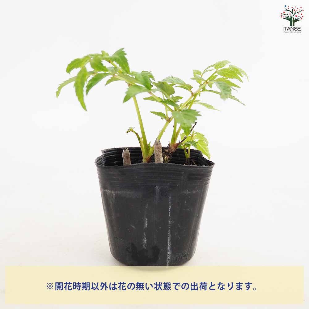 とげなしタラの木 【野菜の苗 2.5号】｜ 【植物のITANSE】全品