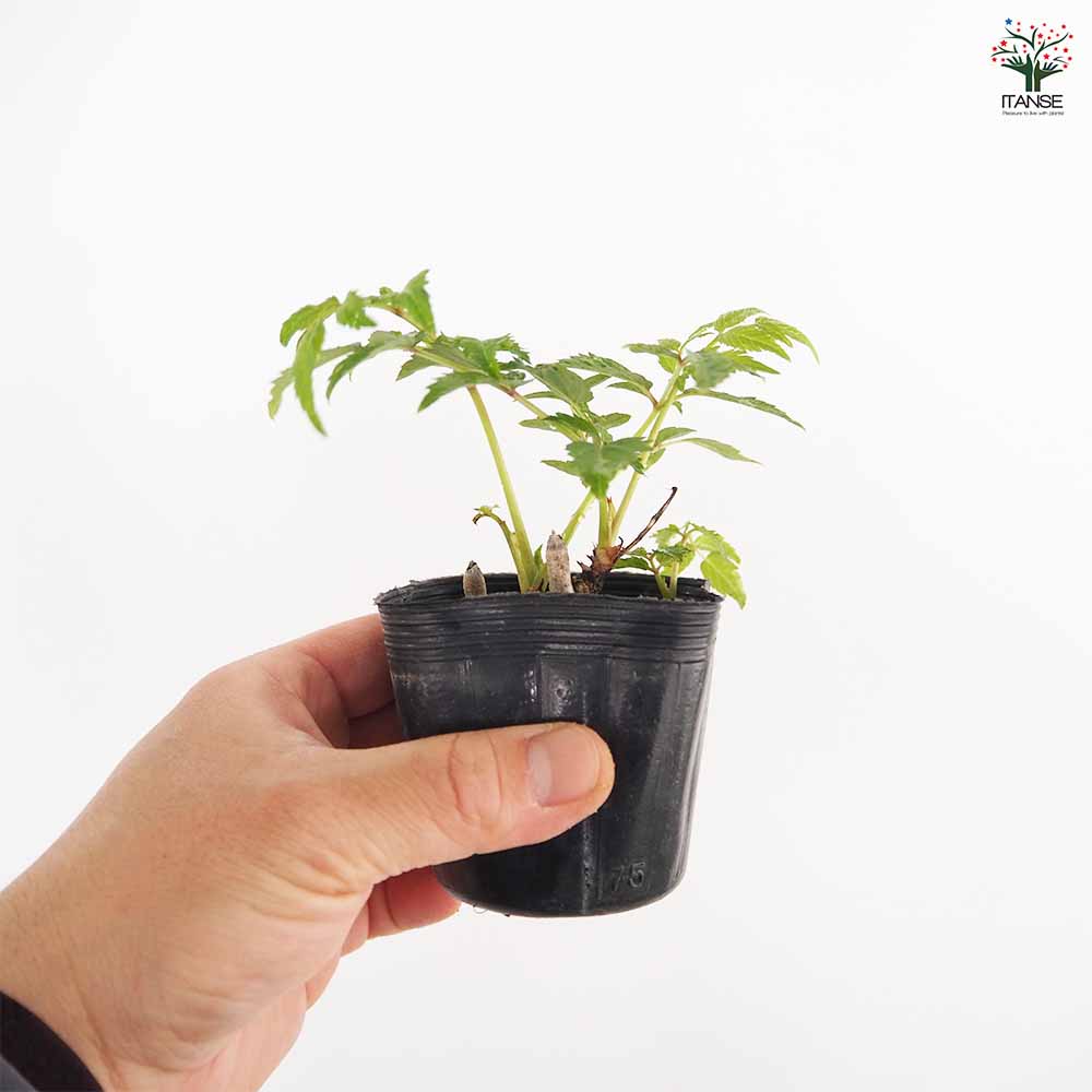 とげなしタラの木 【野菜の苗 2.5号】｜ 【植物のITANSE】全品