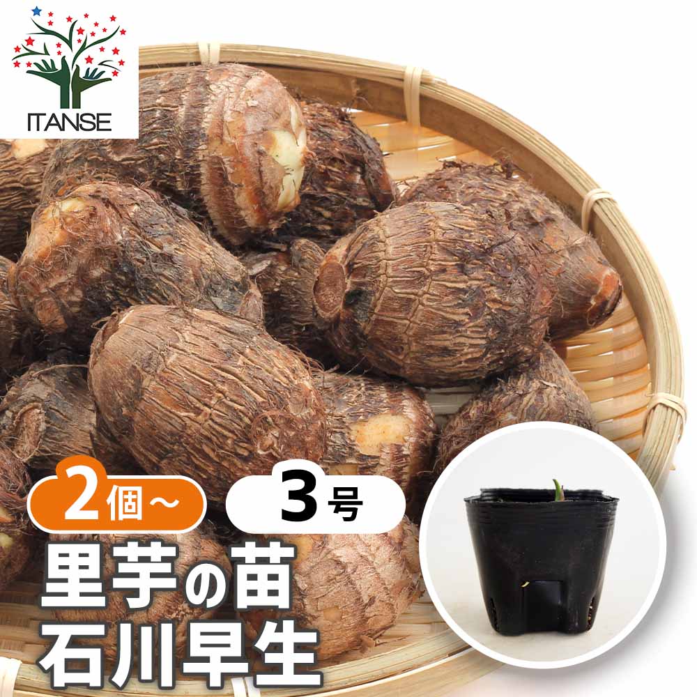 里芋の苗 石川早生2個～ 【野菜の苗 3号】｜ 【植物のITANSE