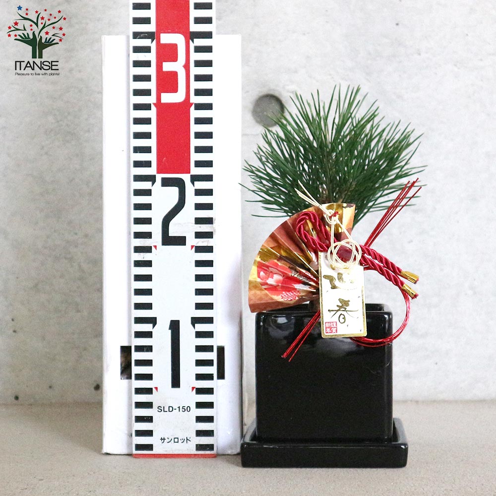 曲がり松・ホワイエ／「迎春」の飾り付き【正月飾り 黒角鉢 受け皿付き／1個売り】