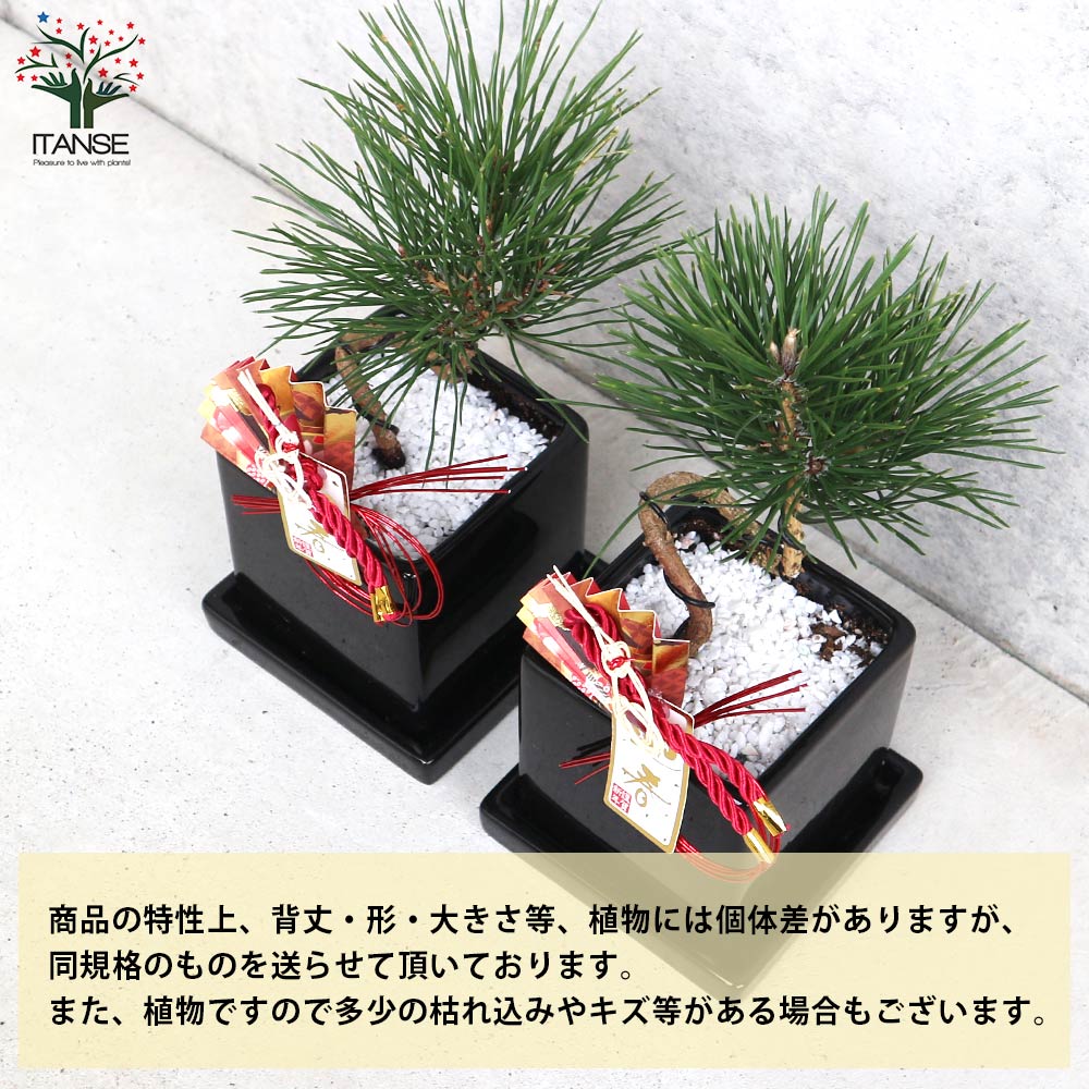 曲がり松・ホワイエ／「迎春」の飾り付き【正月飾り 黒角鉢 受け皿付き／1個売り】