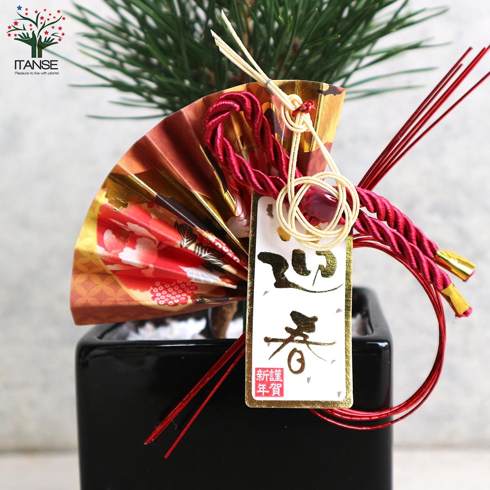 曲がり松・ホワイエ／「迎春」の飾り付き【正月飾り 黒角鉢 受け皿付き／1個売り】