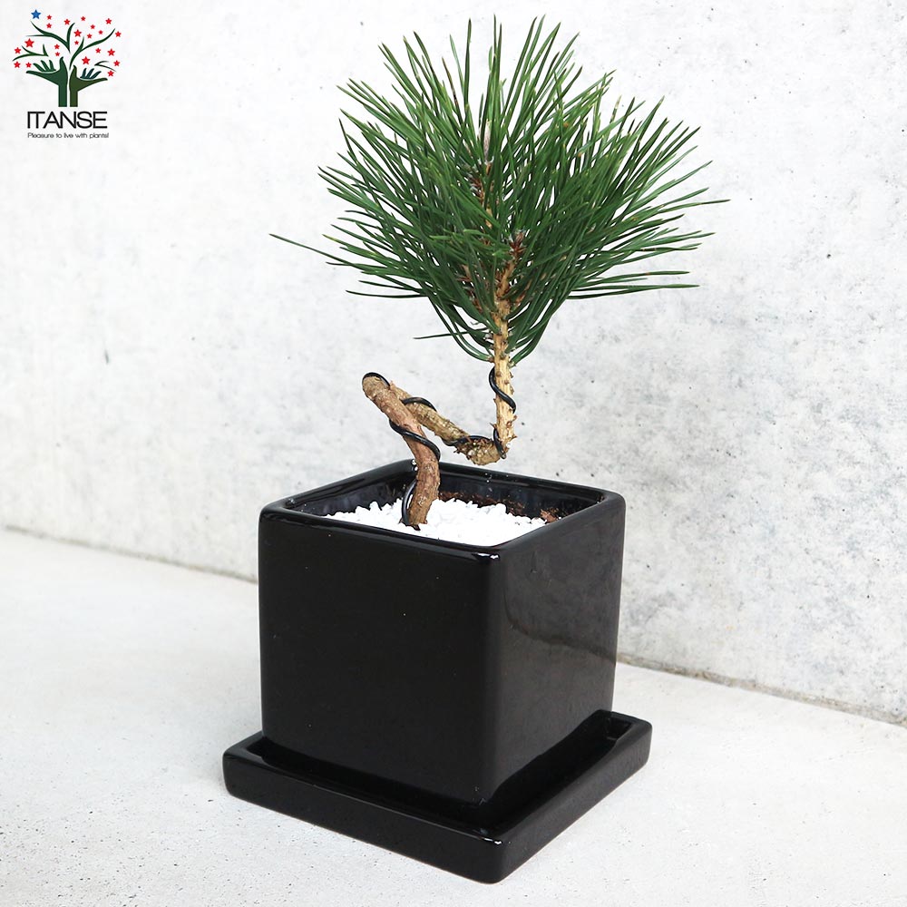 曲がり松・ホワイエ／「迎春」の飾り付き【正月飾り 黒角鉢 受け皿付き／1個売り】